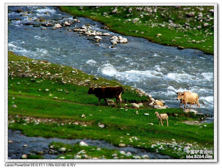 梦里花开——*疆新**，又一次的心动