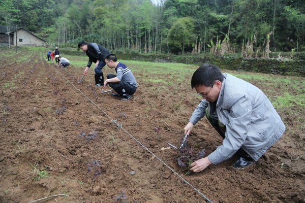 湖北鹤峰：大学生返乡创业流转土地500亩以苗为媒实现民富村美