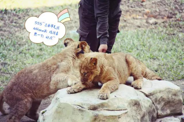 长隆合适小朋友玩的地方,长隆有哪些小朋友能够玩的项目