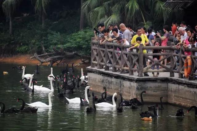 长隆合适小朋友玩的地方,长隆有哪些小朋友能够玩的项目
