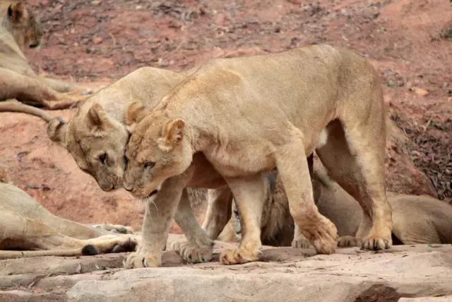 长隆合适小朋友玩的地方,长隆有哪些小朋友能够玩的项目