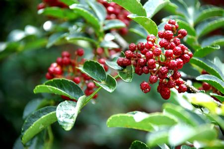 最全面的介绍陕西韩城花椒 (陕西特产韩城大红袍花椒)