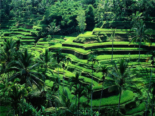 巴厘岛和我想象中的不一样,巴厘岛简直是人间天堂