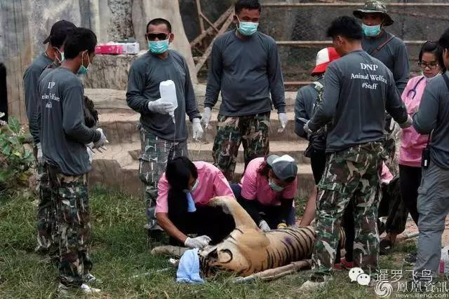 147大老虎全被抓走了？泰国虎庙或将无虎！