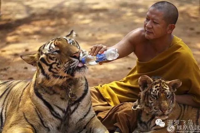 147大老虎全被抓走了？泰国虎庙或将无虎！