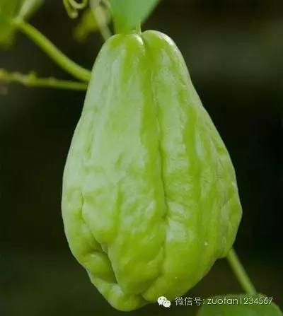 餐桌上的“福寿瓜”，别看长得奇怪，却能影响你的智力！