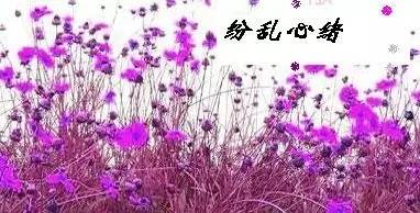 山有木兮心悦君兮君不知下一句,山有木兮木有枝心悦君兮君不知mv