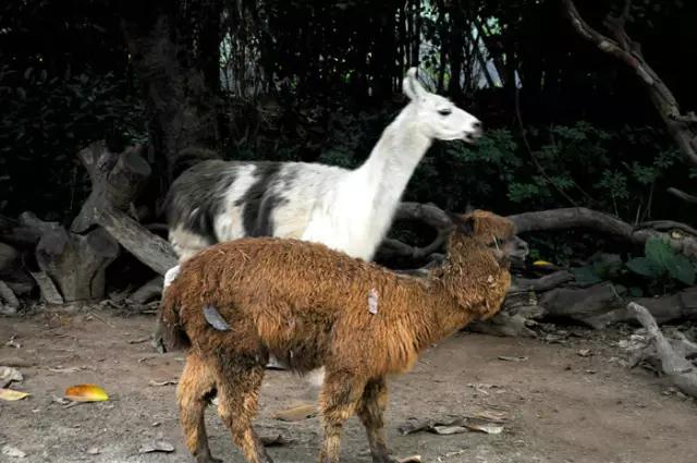 长隆合适小朋友玩的地方,长隆有哪些小朋友能够玩的项目