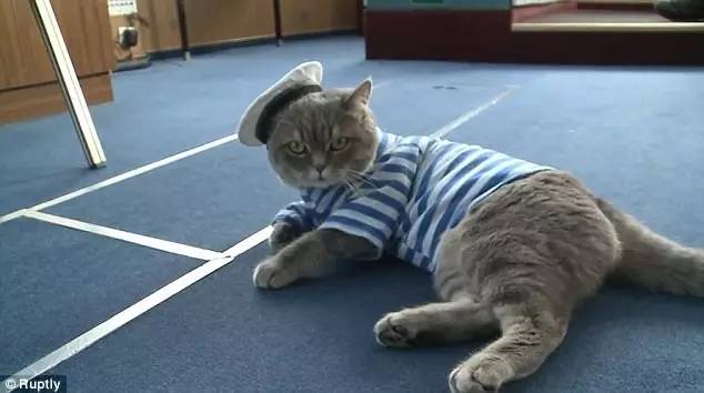 俄罗斯客轮的船长是只喵，它出海难道是为了捕鱼？