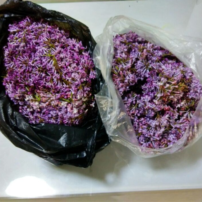 丁香花纯露功能与功效,丁香花纯露怎么做