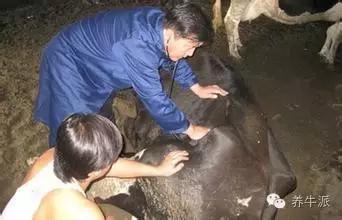 葡萄糖酸钙对猪副功能,葡萄糖酸钙注射液对牛的功能