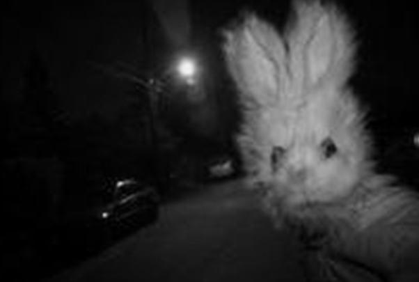 揭秘：神秘的兔子杀手隐藏在“Bunny隧道”的真相