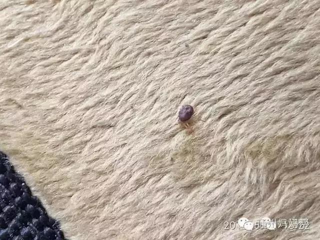 夺命蜱虫一般出现在哪里,夺命蜱虫一般出现在哪个地方