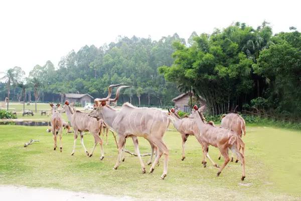 长隆合适小朋友玩的地方,长隆有哪些小朋友能够玩的项目