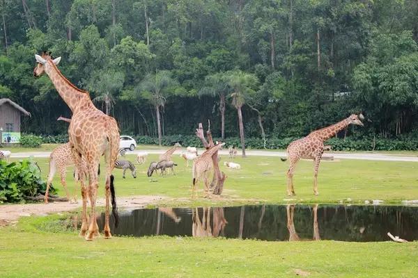 长隆合适小朋友玩的地方,长隆有哪些小朋友能够玩的项目