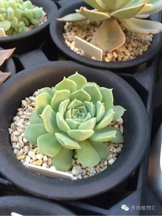 开挂区养多肉好吗,看完这些对比图你就明白了