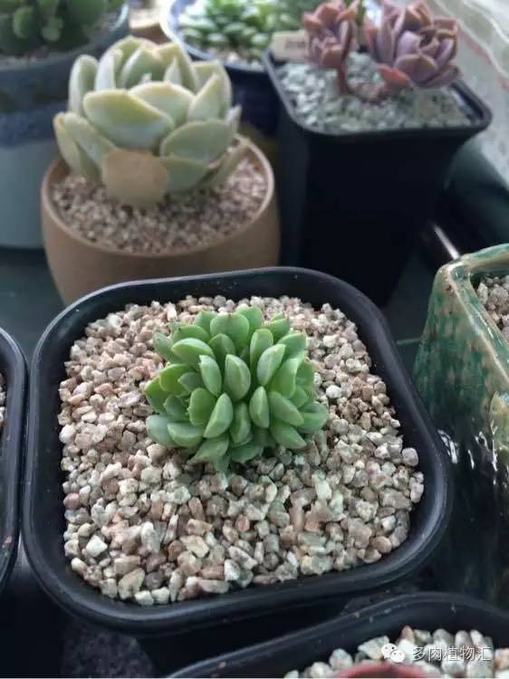 开挂区养多肉好吗,看完这些对比图你就明白了