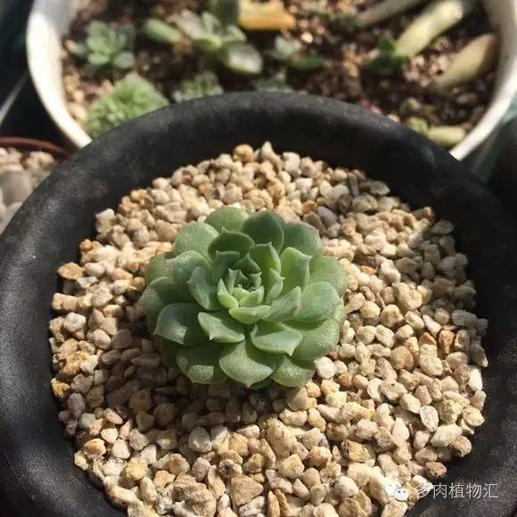 开挂区养多肉好吗,看完这些对比图你就明白了