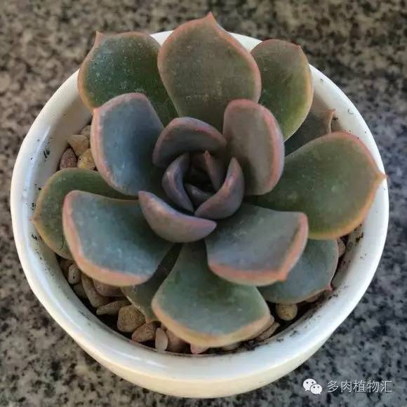 开挂区养多肉好吗,看完这些对比图你就明白了