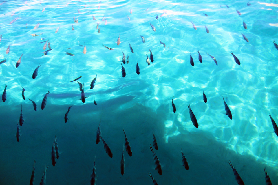 毛里求斯地球上有天堂,毛里求斯旅行感觉