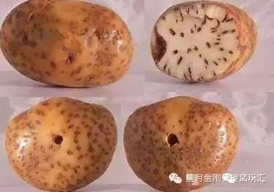 盘点星月菩提的十大问题建议收藏,星月菩提哪种能够玩得最长久