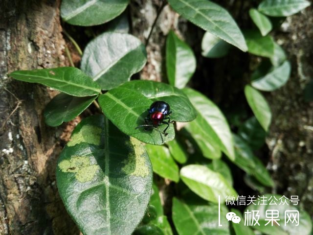 翻转吧摄像头，前后都能照出完美的照片：荣耀7i体验