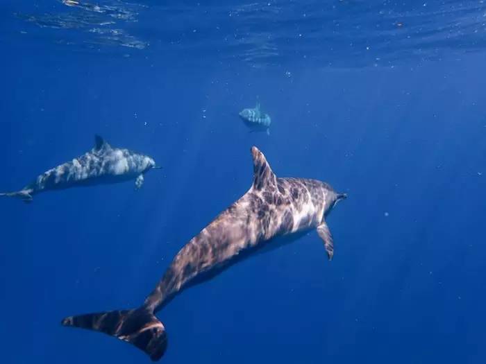 毛里求斯地球上有天堂,毛里求斯旅行感觉