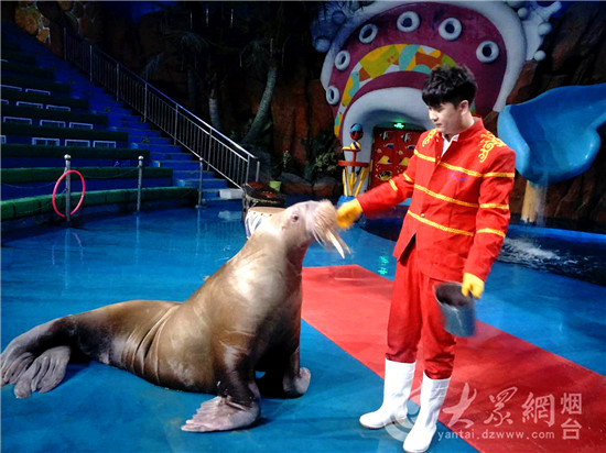 烟台：驯养师与海狮伙伴“贝克”的故事