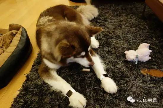 王思聪自曝女友为其堕胎又火了，但外媒只关心老公最宠的那个网红