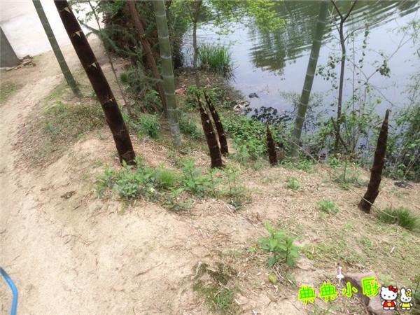 竹笋和什么肉最好吃,竹笋和莴笋烧肉怎么做好吃