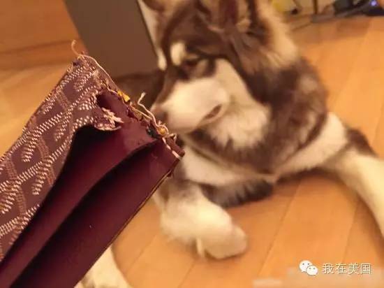 王思聪自曝女友为其堕胎又火了，但外媒只关心老公最宠的那个网红