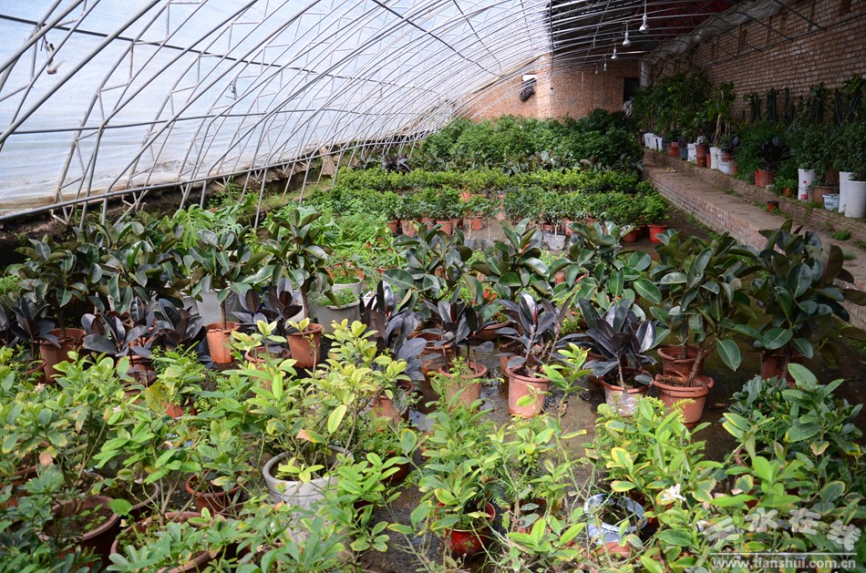 天水市麦积区最美村庄,天水市最美乡村谢沟村