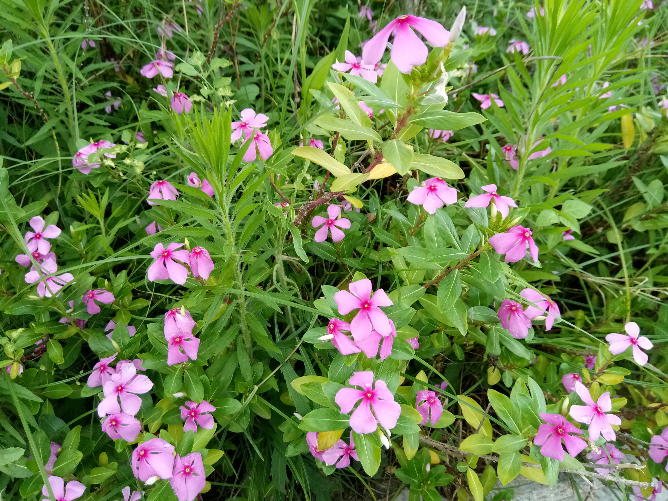 金立s6pro价格,金立s6pro全网通价格