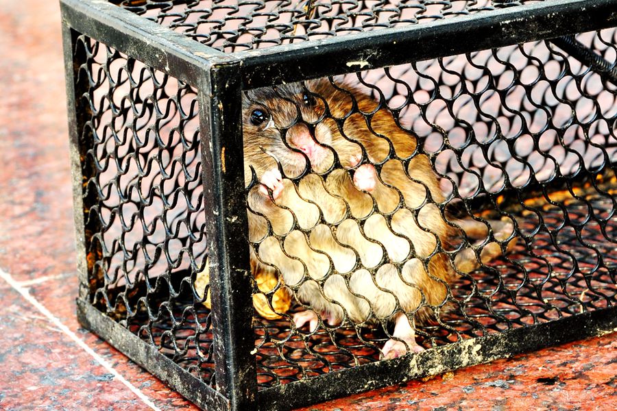 硕鼠硕鼠无食我黍,硕鼠硕鼠无食我黍是什么意思