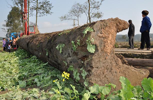千万一根的金丝楠跌到万元一吨仍无人问津，它的内心很崩溃！