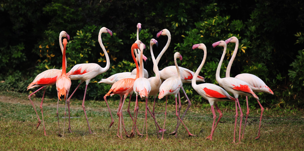 广州长隆野生动物园酒店亲子民宿,广州长隆野生动物园亲子主题公寓
