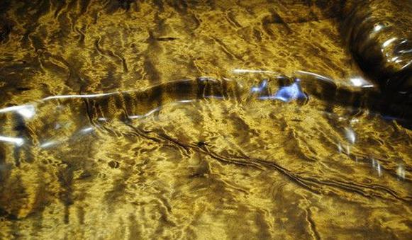 千万一根的金丝楠跌到万元一吨仍无人问津，它的内心很崩溃！