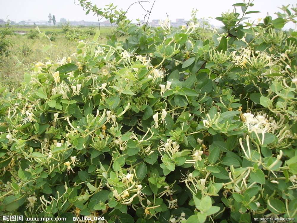 长生不老的方法怎么做,喝啥能够长生不老