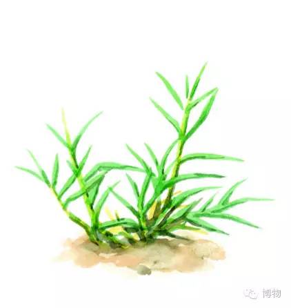 足球场的草坪类型,足球场的草坪为什么这么丝滑