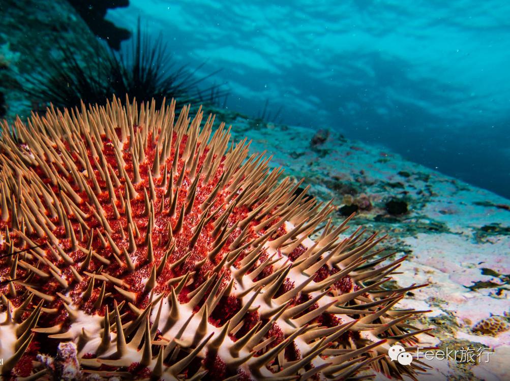 世界十大海岛最美海滩,全球最美十大海岛粉色海滩