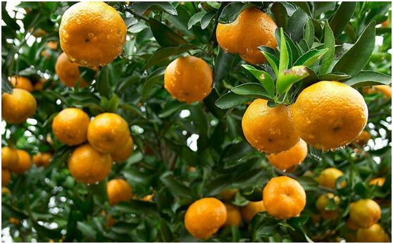 保护眼睛视力的水果,什么水果能提高眼睛的动态视力