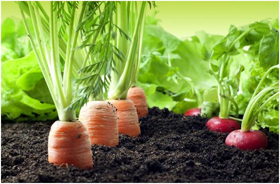 保护眼睛视力的水果,什么水果能提高眼睛的动态视力