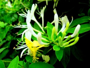 长生不老的方法怎么做,喝啥能够长生不老