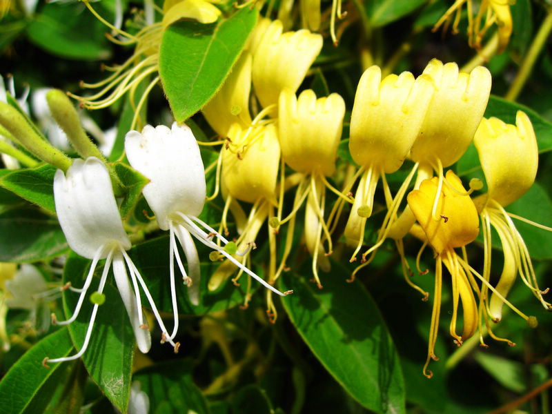 长生不老的方法怎么做,喝啥能够长生不老