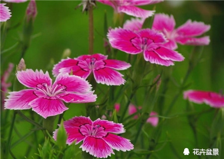 石竹花寓意代表富贵吗,石竹花卉有哪些特点呢