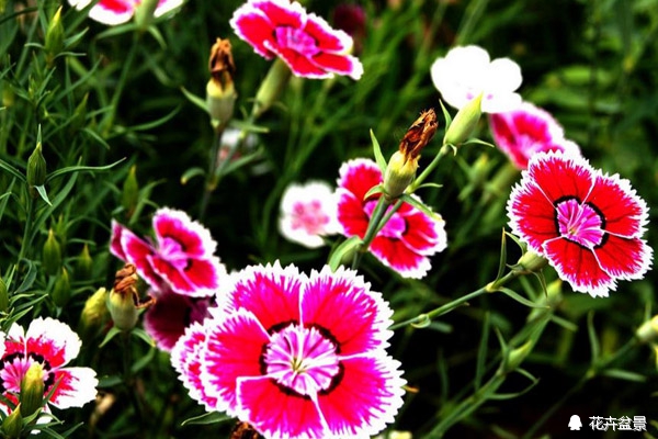 石竹花寓意代表富贵吗,石竹花卉有哪些特点呢