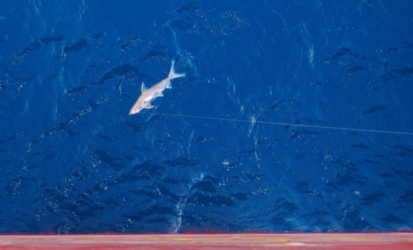 我是远洋渔民，爱钓鱼，更爱周游世界