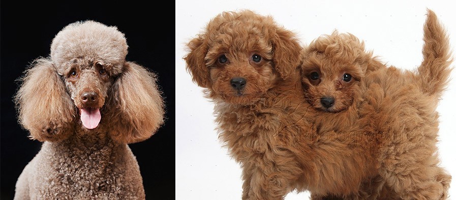 自然卷的你，今天炸毛了吗？抚平*法大**来了！