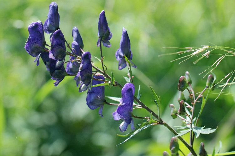 大学生服用云南白药死亡，谁之过？
