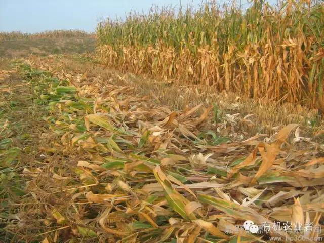 曾经|结伴跑在乡间小路上，跑过了整个童年~~